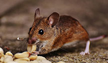 24 Hour & Emergency Exterminators in Waukegan, IL